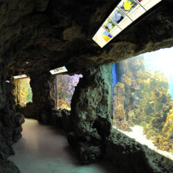 ©Acquario Livorno