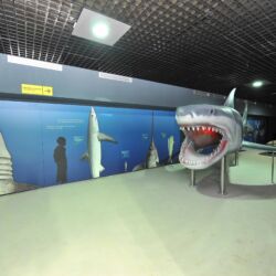 ©Acquario Livorno