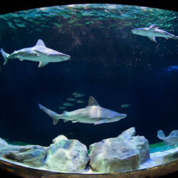 ©Acquario Livorno