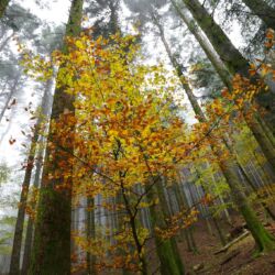 Parco Foreste Casentinesi/Alessandro Cappuccioni