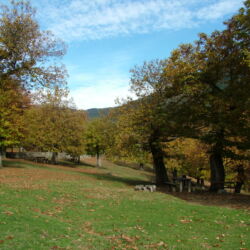 flickr.com/Albino di Lieto