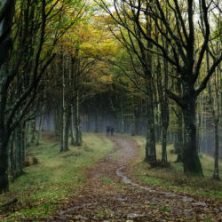 flickr.com/Enrico Stroncchi