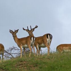 Parco Foreste Casentinesi/Giordano Giacomini