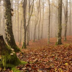 Parco Foreste Casentinesi/Giordano Giacomini
