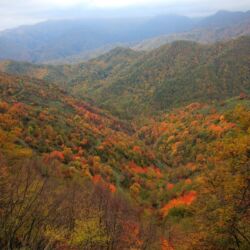 Parco Foreste Casentinesi/ Giorgio Amadori