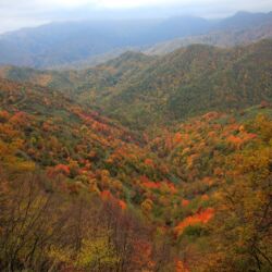Parco Foreste Casentinesi/ Giorgio Amadori