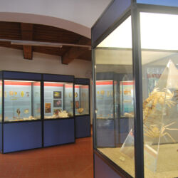 ©Museo di storia naturale del Mediterraneo