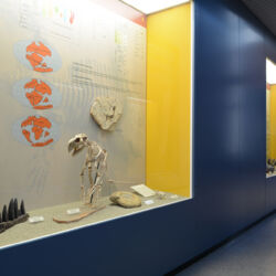 ©Museo di storia naturale del Mediterraneo