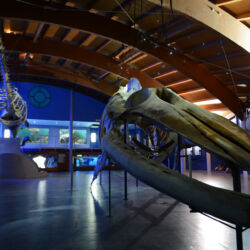 ©Museo di storia naturale del Mediterraneo