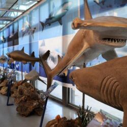 ©Museo di storia naturale del Mediterraneo