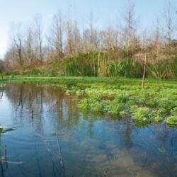 Comune di Montignoso