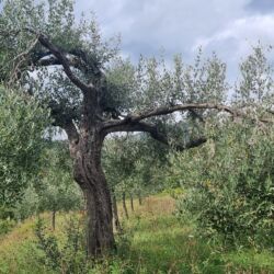 ©Podere Conti
